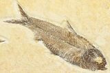 Plate of Two Fossil Fish (Knightia) - Wyoming #292423-2